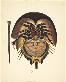 John Reeves Collection: Limulus polyphemus, horsehoe crab