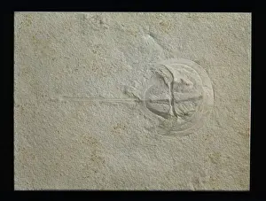 Decapod Prints: Limulus polyphemus, horseshoe crab