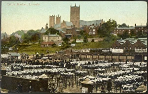 Lincoln Cattle Market