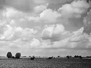 Plain Collection: Lincolnshire Scenery