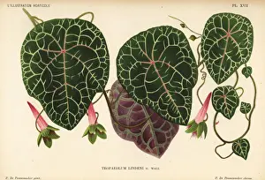 Lindens tropaeolum, Tropaeolum lindenii