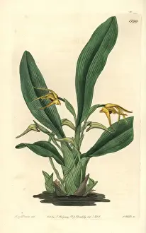 Saffron Prints: Lindleys maxillaria orchid, Maxillaria crocea