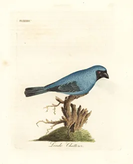 Latham Collection: Lindo chatterer