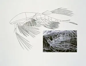 Crustacea Prints: Line drawing of a shrimp-like crustacea