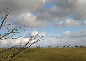 Galloway Collection: A line of sheep race along a hilltop near Kirkcudbright