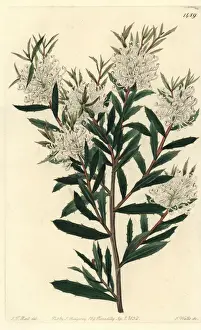 Linearis Prints: Linear-leaved hakea, Hakea linearis