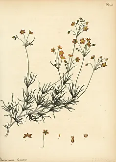 Henry Andrews Prints: Linear-leaved pharnaceum, Pharnaceum lineare