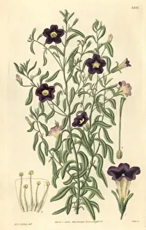 Leaved Prints: Linear-leaved salpiglossis, Salpiglossis linearis