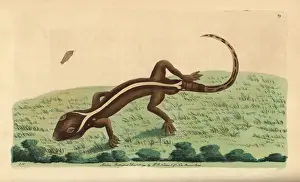 Lined gecko, Gekko vittatus