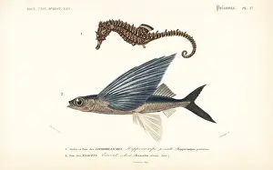 Dorbigny Prints: Lined seahorse and tropical two-wing flying-fish