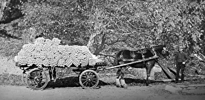 Yarn Prints: Linen manufacture, Load of yarn