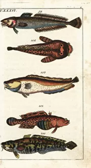 Ling, burbot, oyster toadfish and tusk