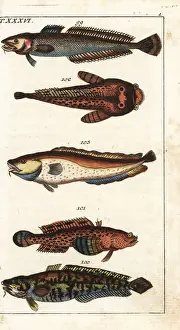 Gadus Prints: Ling, burbot, oyster toadfish and tusk