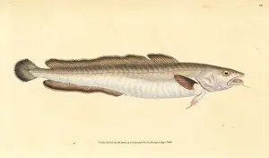 Donovan Prints: Ling fish, Molva molva