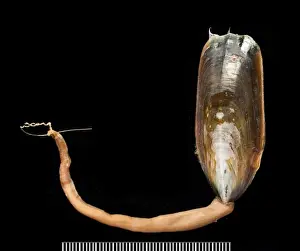 Lingula, a brachiopod