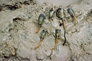Crustacea Collection: Lingula sp. brachiopod