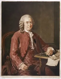 Linnaeus Prints: Linnaeus / Botanist / Roslin