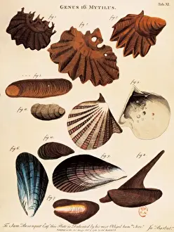 LINNAEUS, Carolus (1707-1778)