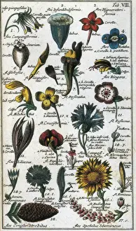 LINNAEUS, Carolus (1707-1778). Swedish naturalist