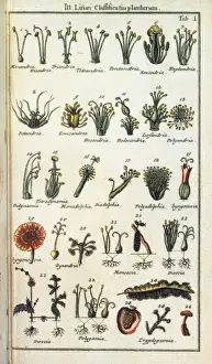 LINNAEUS, Carolus (1707-1778). Swedish naturalist