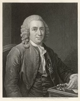 Linnaeus / Pasch
