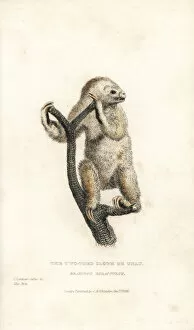 Landseer Collection: Linnaeuss two-toed sloth, Choloepus didactylus