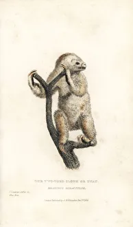 Landseer Collection: Linnaeuss two-toed sloth, Choloepus didactylus