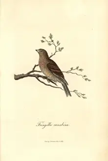 Carduelis Prints: Linnet, Carduelis cannabina
