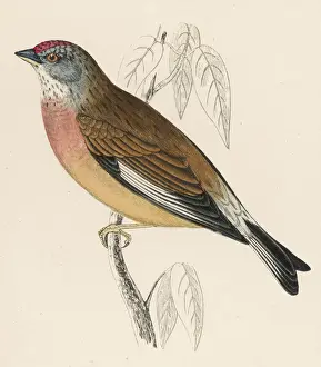 1851 Prints: Linnet (Morris)