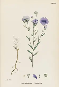 Usitatissimum Prints: Linum Usitatissimum