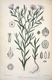 Rosid Gallery: Linum usitatissimum, flax