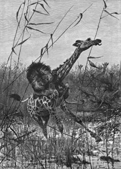 Giraffes Prints: Lion Attacks Giraffe