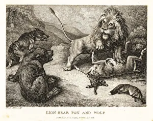 Gay And Phaedrus Prints: Lion, bear, wolf and fox fight over the carcass of a deer