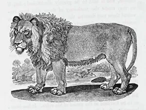 Parts Gallery: Lion (Bewick)