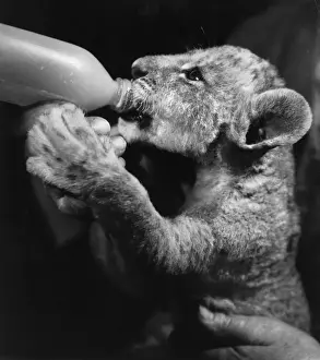 Lion cub drinking from a bottle