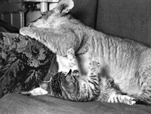 Lion cub with kitten on a sofa