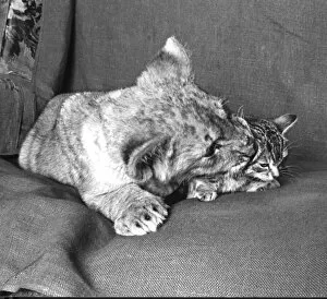 Images Dated 5th October 2015: Lion cub with kitten on a sofa