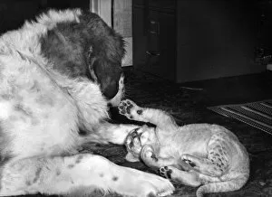 Images Dated 23rd March 2016: Lion cub and Saint Bernard dog