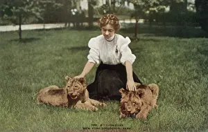 Stroking Prints: Lion Cubs in the New York Zoological Park