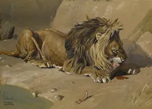 Lion eating