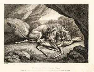 Gay And Phaedrus Prints: A lion eating the carcass of a stag in a cave