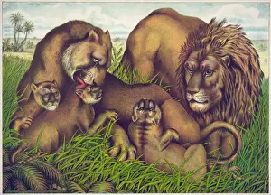Lioness Prints: The lion family