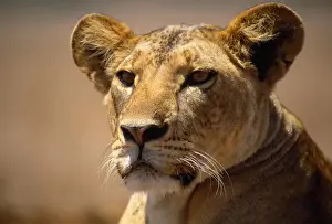 Predator Prints: Lion - female - Lioness