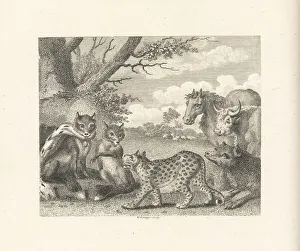 John Stockdale Prints: The Lion, the Fox and the Geese