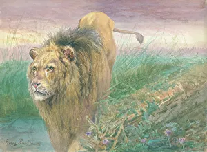 Lion