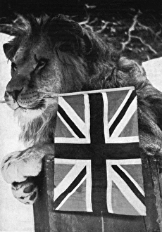 Images Dated 8th July 2011: Lion holds Union Jack