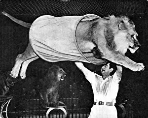 Lion jumping through a tube at the Bertram Mills Circus, 195