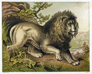 Animals Gallery: Lion (Kronheim)