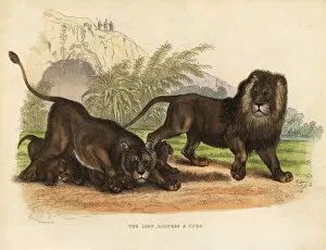 Lion, Lioness and Cubs, Panthera leo