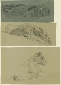 Lion and Lioness lying